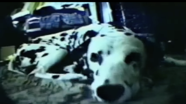 Sublime – I Love My Dog [Bad Brains]